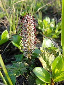 Salix chamissonis 28785090.jpg