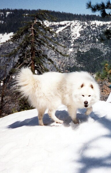 Archivo:Samoyed on snow.jpg