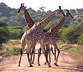 Three bulls, two are fighting, Kruger National Park, South Africa