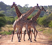 Male giraffes necking