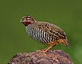 Thumbnail for Jungle bush quail