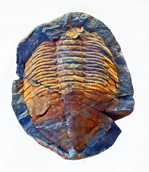 File:Trilobites - Megistaspis aliena..JPG