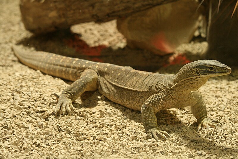 Файл:Varanus gouldii 18082009a.jpg