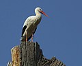 White Stork is having a break before he will return to the nest