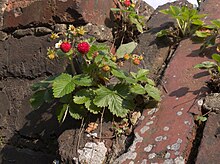 2014-06 Erdbeeren-auf-Dach.jpg