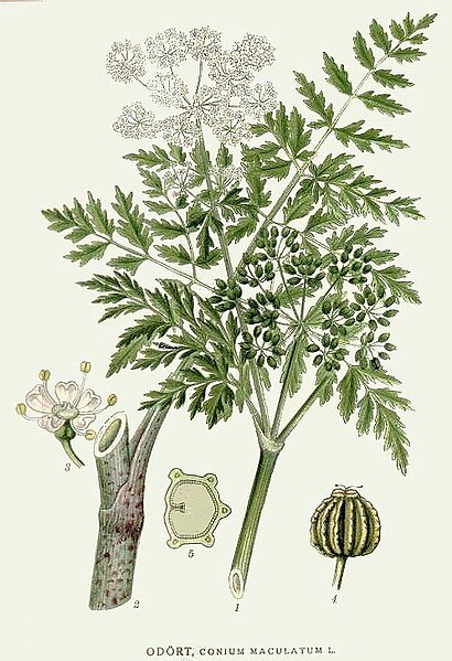 Файл:264 Conium maculatum.jpg