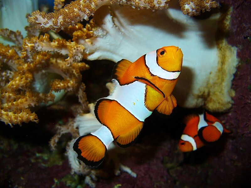 File:Amphiprion ocellaris01.JPG