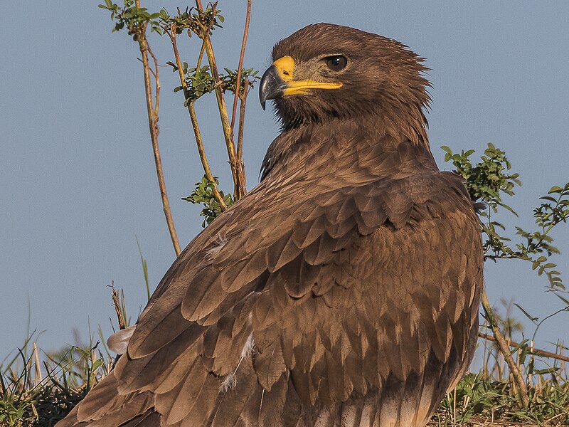 Файл:Aquila delle steppe FS.jpg