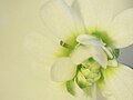 AGAMOUS mutation resulting in a double-flowered Arabidopsis