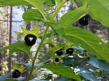 Atropa belladonna (16627871072).jpg