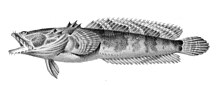 Batrachoides liberiensis .jpg