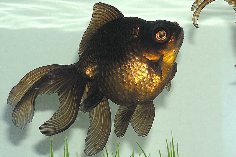 File:Black Moor Goldfish.jpg