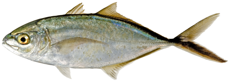 File:Caranx ruber - pone.0010676.g077.png