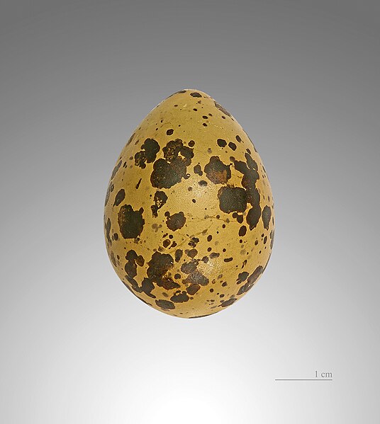 Файл:Charadrius morinellus MHNT.jpg