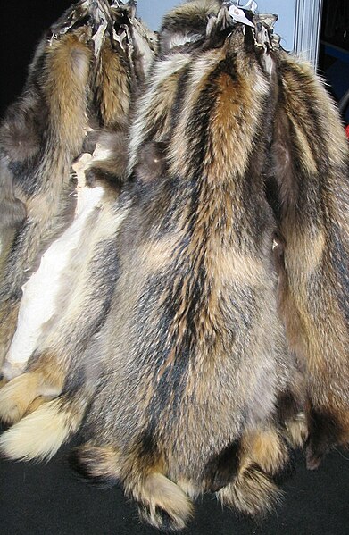 File:Chinese raccoon fur skins.jpg