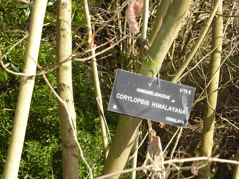 File:Corylopsis himalayana.jpg