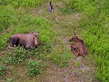 (3 months) calves stay near their mothers at all times