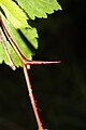 Straight, stout thorns are one to two centimeters long.[8]