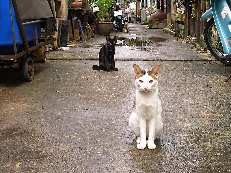 Файл:E8752-Bangkok-cats.jpg