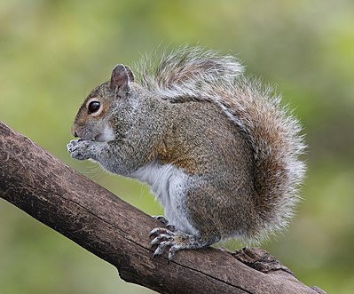 Eastern gray squirrel