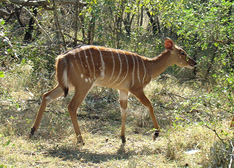 File:Female Nyala-JD.JPG