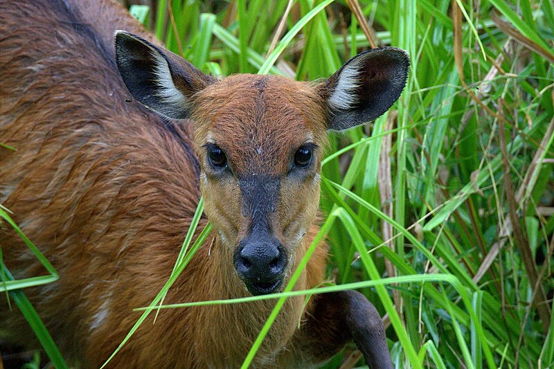 File:Female sitatunga.jpg