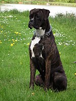 The colour brindle can be with or without white markings