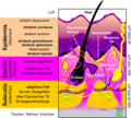 Schematics of internal human skin depicting its inner structure.