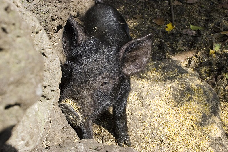 File:Jeju Black Pig.jpg