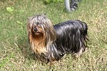 Longhaired yorkie