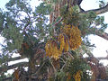 Mistletoe in San Bernardino Mountains