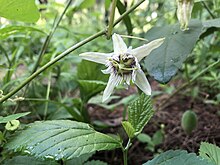 Passiflora bryonioides.jpg