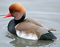 A male Red-crested Pochard