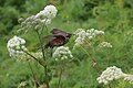 Redwing in flight