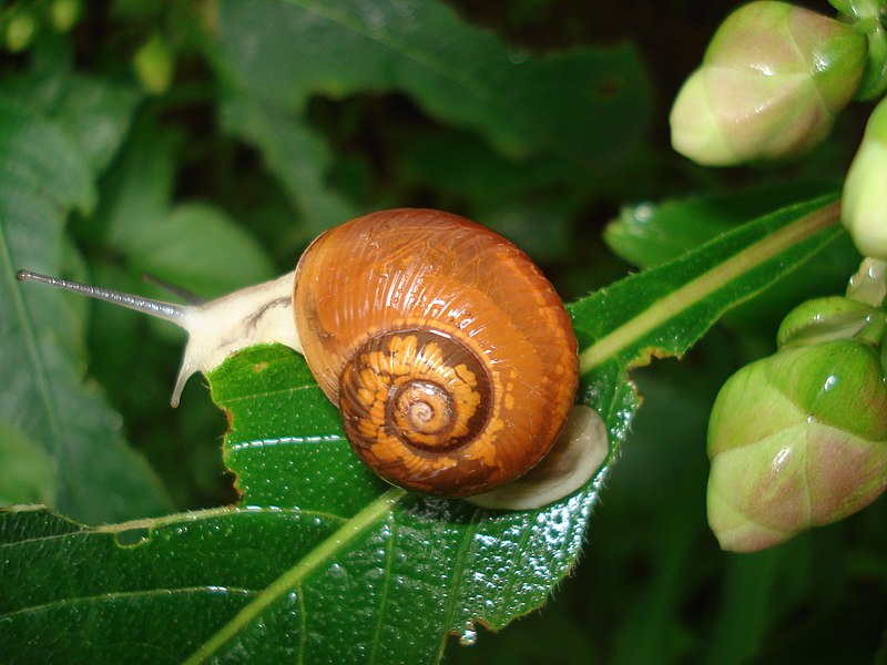 File:Samsoncj snail 07.jpg