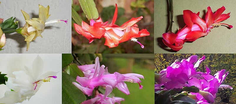 Archivo:Schlumbergera cultivars variation.jpg