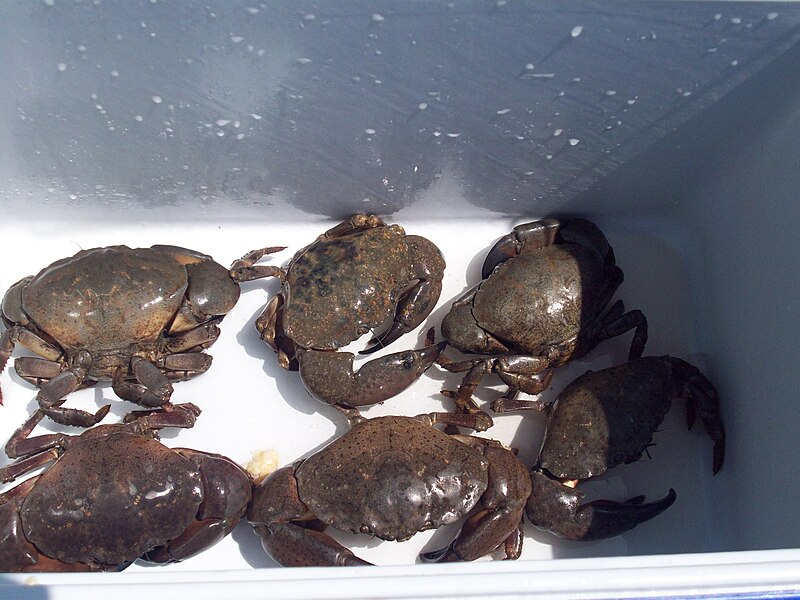 File:Stone crabs in cooler.jpg