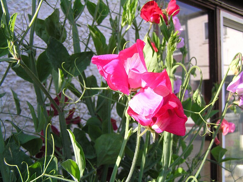 Archivo:Sweetpea closeup.jpeg