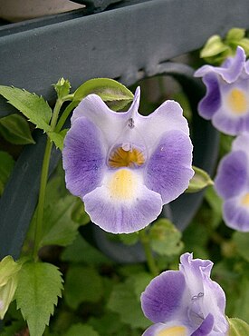 Torenia fournieri