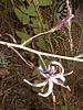 Wavy-leafed Soap Plant