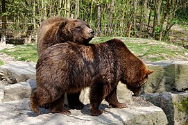 The Eurasian brown bear, a protected species in Montenegro.