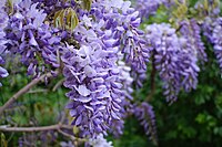 Fleur de Glycine, o Wisteria