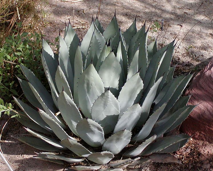 Файл:Agave palmeri.jpg