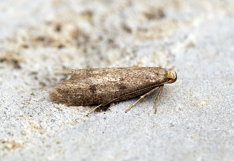 File:Agnoea flavifrontella.jpg