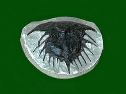 Fossil of E. 'Prestwichia' anthrax from Coalbrook Dale, England.