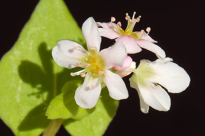 File:Buckwheat flowers macro.jpg