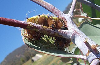 An Emperor Gum Moth caterpillar spinning its cocoon.