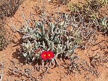 Cephalophyllum alstonii PICT2735.jpg