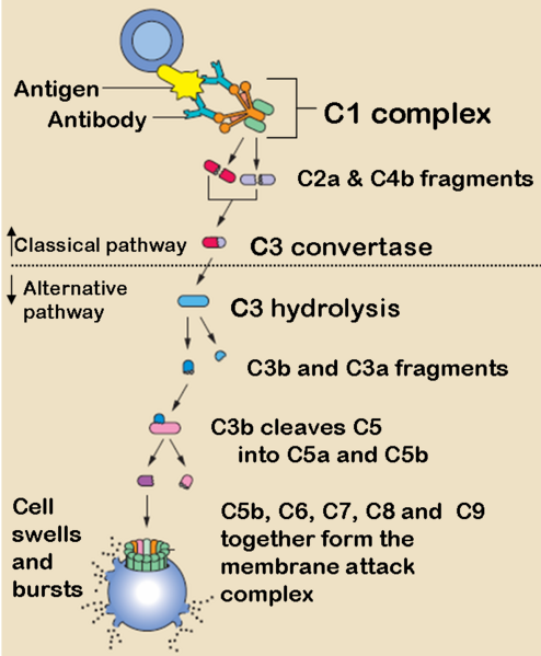 File:Complement pathway.png