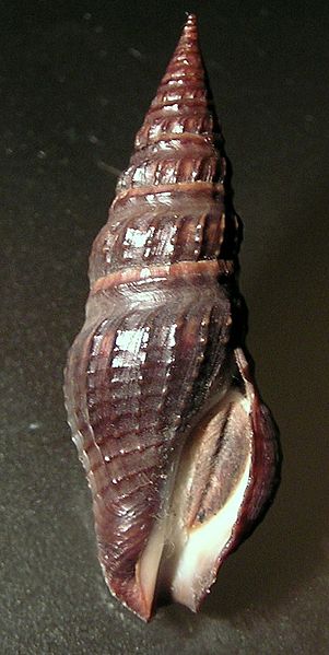 File:Crassispira incrassata 003.jpg